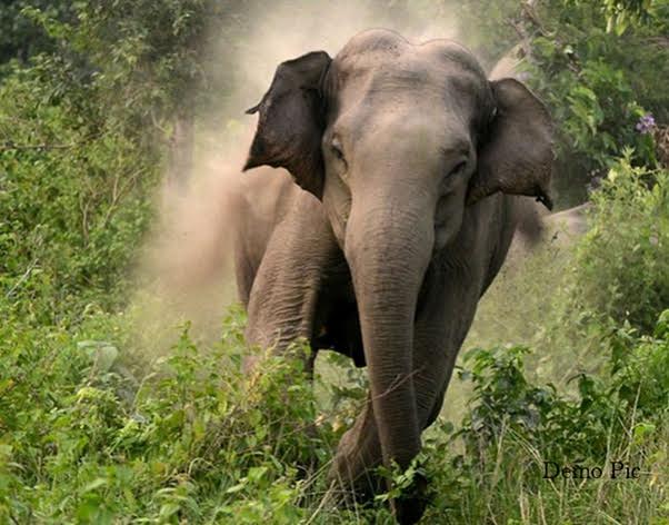 गाउँमा पसेको हात्ती धपाउने क्रममा आक्रमण गर्दा दुई जना घाइते