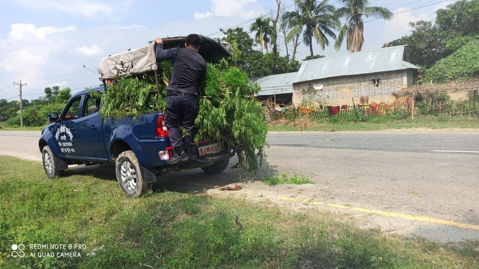 घर आगँनको लगाएको गाँजा काट्दै प्रहरी