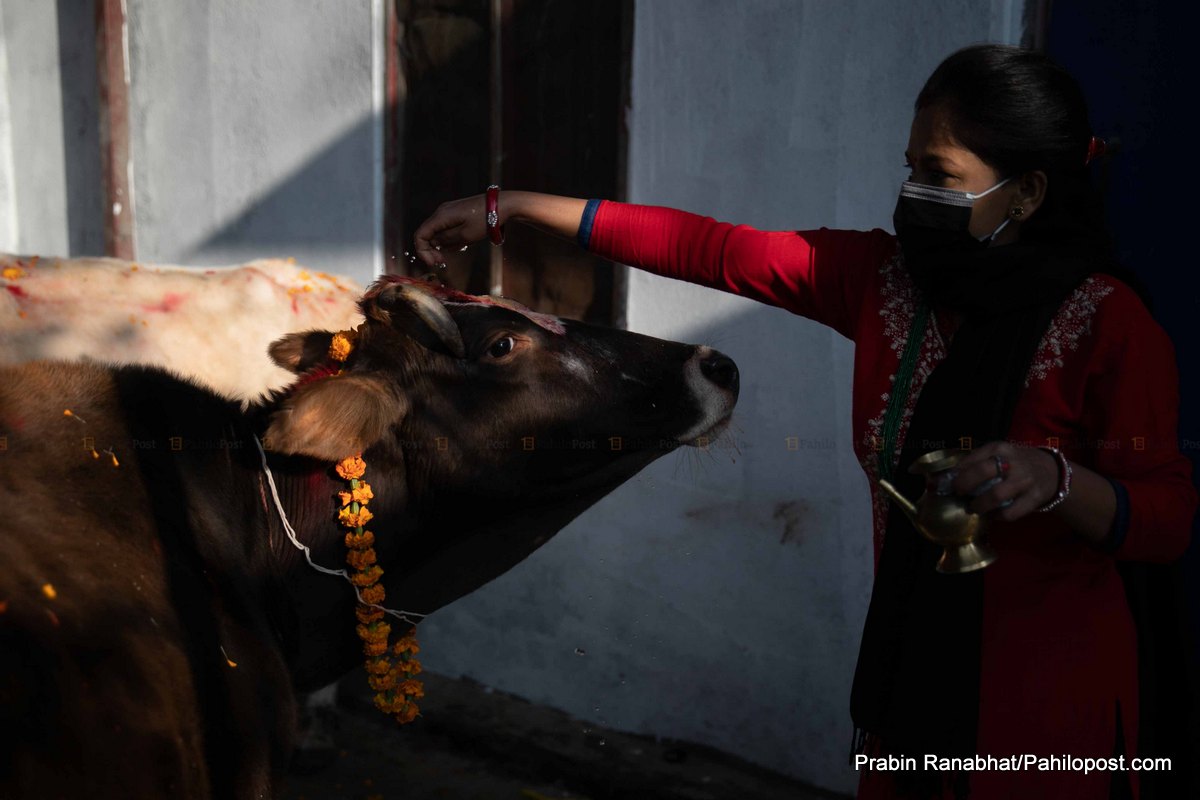 तिहारको चौंथो दिन गाई, गोरु, गोवर्द्धन र हलि पूजा गरी मनाइँदै   