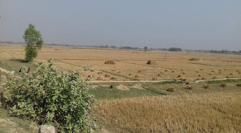 असिना पानीले पर्सामा चार हजार हेक्टर गहुँबाली नष्ट
