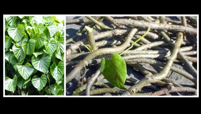 कोभिड महामारीसँगै राजधानीका स्थानीय तहमा गुर्जो रोपण अभियान तीव्र