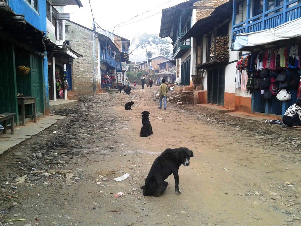 इच्छाकामनामा बौलाहा कुकुरले दुई घण्टामा २५ जनालाई टोक्यो