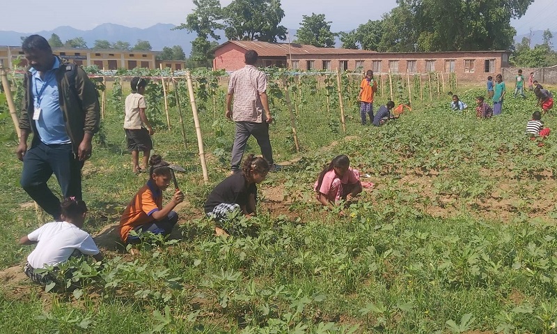 जानकी गाउँपालिकामा ‘विद्यालय करेसाबारी कार्यक्रम’ : पढाइसँगै तरकारी खेती स्याहार्दै विद्यार्थी