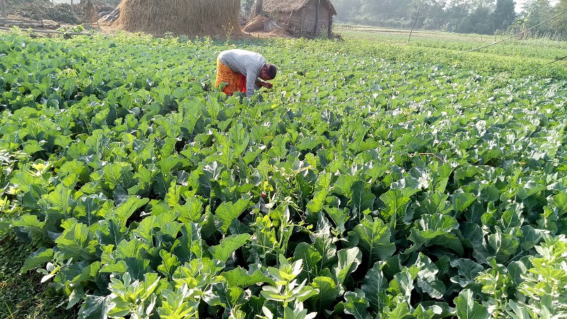 वन्यजन्तुबाट भीमदत्तका किसान हैरान, तरकारी जोगाउन खेतबारीमै बास