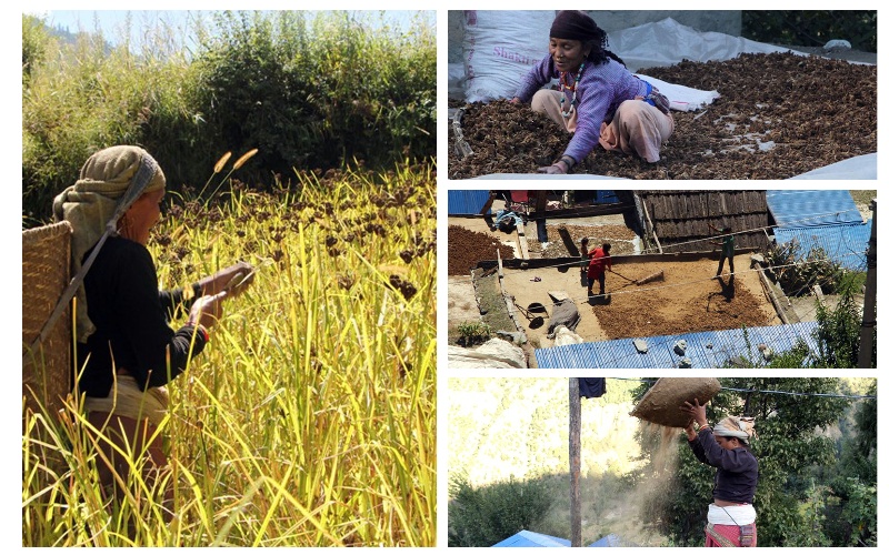 कोदो फूल्यो बारीमा : मुगुको भामवाडा गाउँमा पाक्यो कोदो, भित्र्याउने चटारोमा किसान 