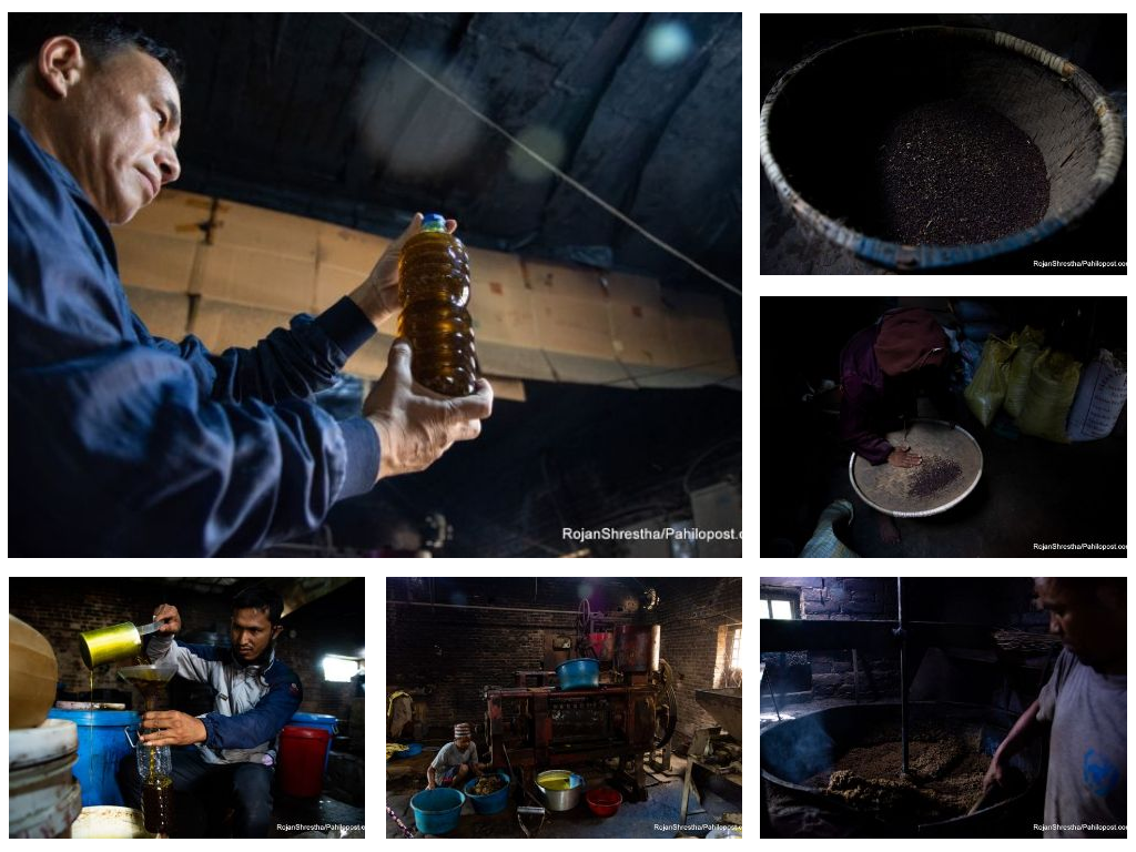 कोलमा तोरी पेलेर बजार माग धान्दै सिकाली : पुरानो र आधुनिक शैलीमा यसरी उत्पादन हुन्छ खोकनामा तेल