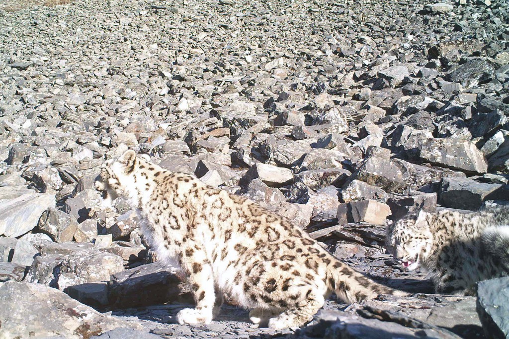 मुस्ताङमा पत्ता लागे १७ वटा हिउँचितुवा  