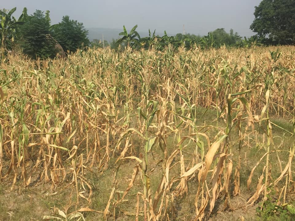 बढ्दो तापक्रमसँगै खडेरीले खेतमै सुके मकै, बोट काटेर गाई भैँसीलाई खुवाइँदै