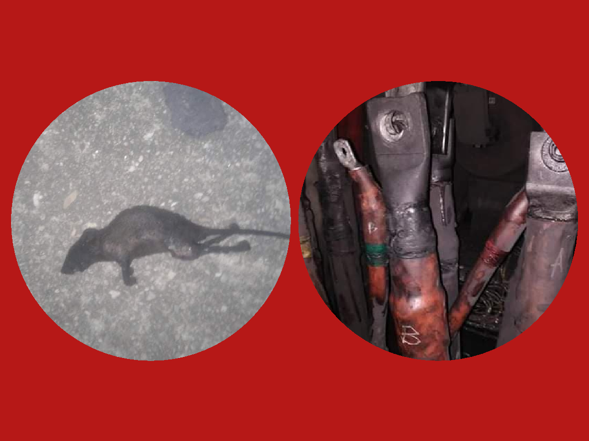 प्राधिकरणको सवस्टेसनमा मुसा पस्दा चार जिल्लाको विद्युत सेवा अवरुद्ध!