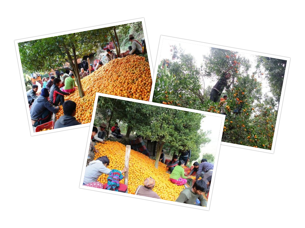 म्याग्दीमा ७ करोड भन्दाबढीको सुन्तला उत्पादन, घरमै व्यापारी आउन थालेपछि किसानलाई ढुक्क