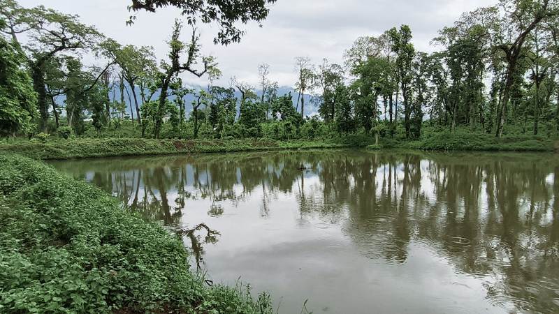 चितवनका सामुदायिक वनमा धमाधम किन निर्माण गरिँदैछ पोखरी?