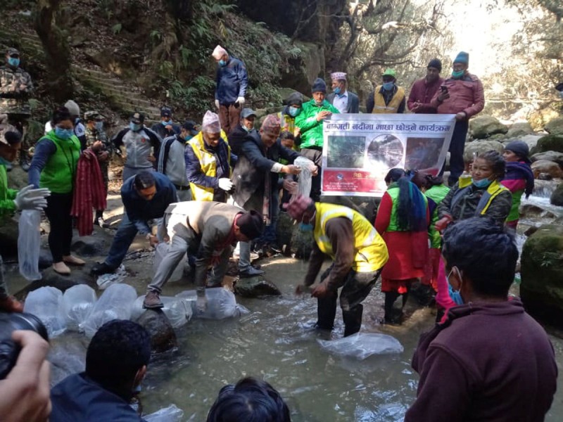 वाग्मतीको मुहान क्षेत्रमा छाडियो ४०० माछाका भुरा