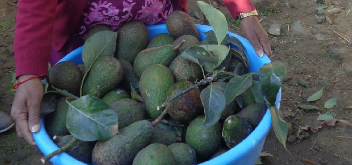 एभोकाडो चोर्ने समूहलाई प्रहरीले समात्यो, पूर्वआइजीकै बारीबाट चोरी