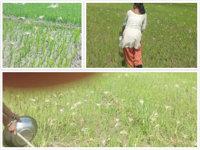 कञ्चनपुरमा थाल ठटाएर, डिजे बजाएर भगाइयो सलह, पूर्वतयारी हुँदा कम भयो क्षति