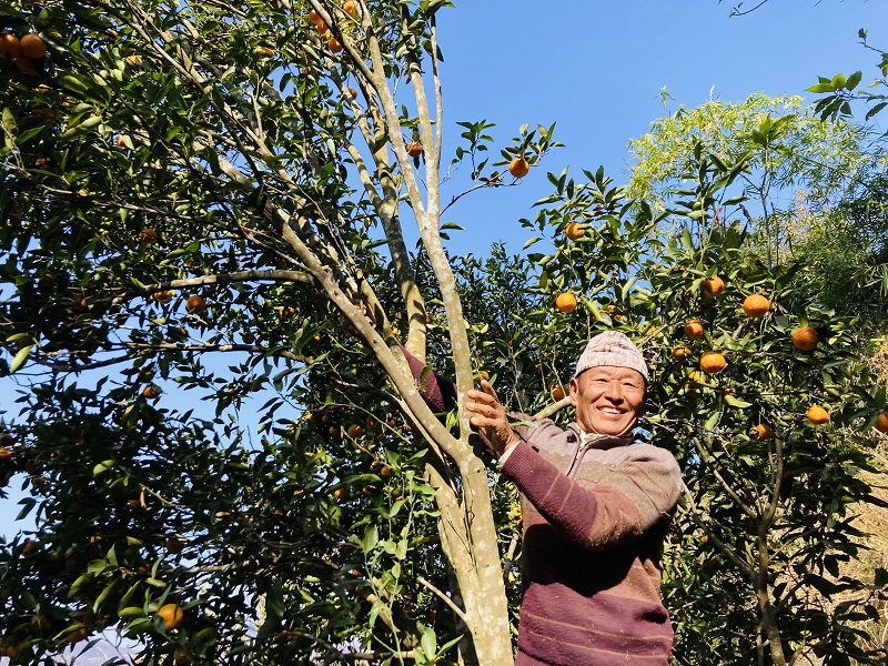 पूर्व प्रदेशसभा सदस्य थापाको सुन्तला खेती, सर्कुवालाई सुन्तला गाउँका रुपमा चिनाउने लक्ष्य