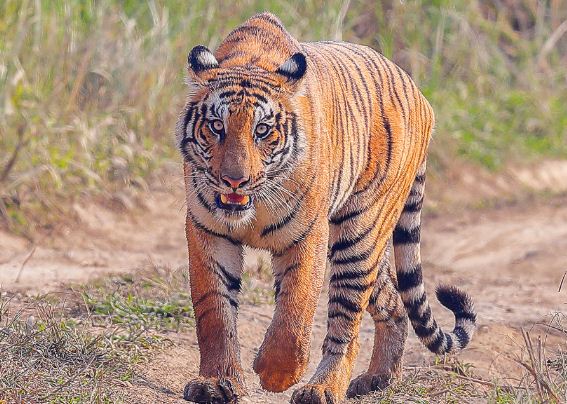 आज बाघ दिवसः के छन् बाघ संरक्षणका चुनौति ?