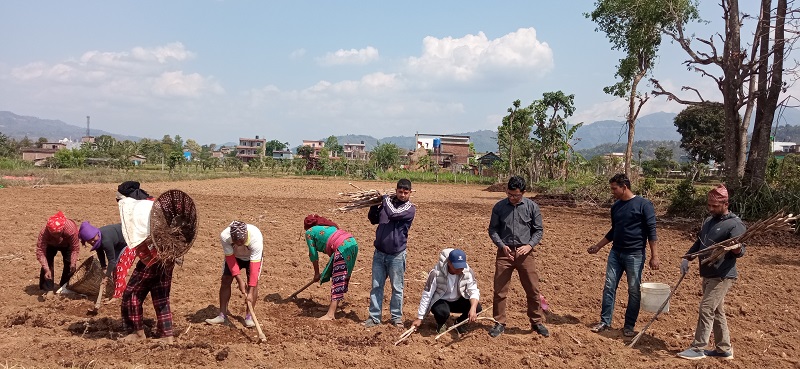 रामपुरबाट लोपोन्मुख हुन थालेपछि सामूहिक रुपमा उखुखेती प्रवर्द्धन गर्दै युवा