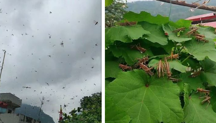 सलहलाई अण्डा पार्न राजस्थान नै पुग्नुपर्ने भएकोले आत्तिनुपर्ने अवस्था छैन : शर्मा