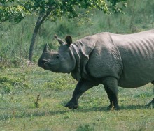 चितवन राष्ट्रिय निकुञ्जमा एक वर्षमा २५ गैँडा मरे