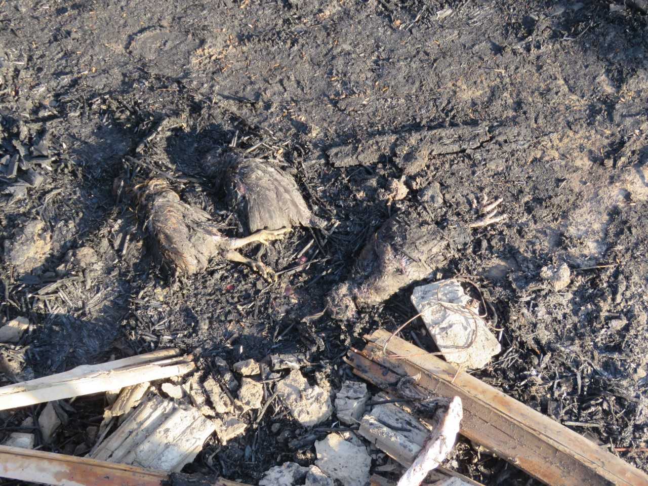 भक्तपुरमा कुखुरा फर्ममा आगलागी, २७ सय कुखुरा जले