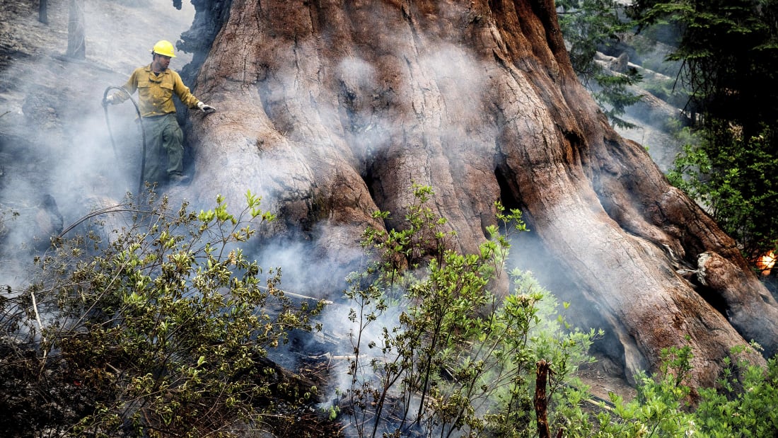 डढेलोले विश्वको सबैभन्दा ठूलो रुख खतरामा