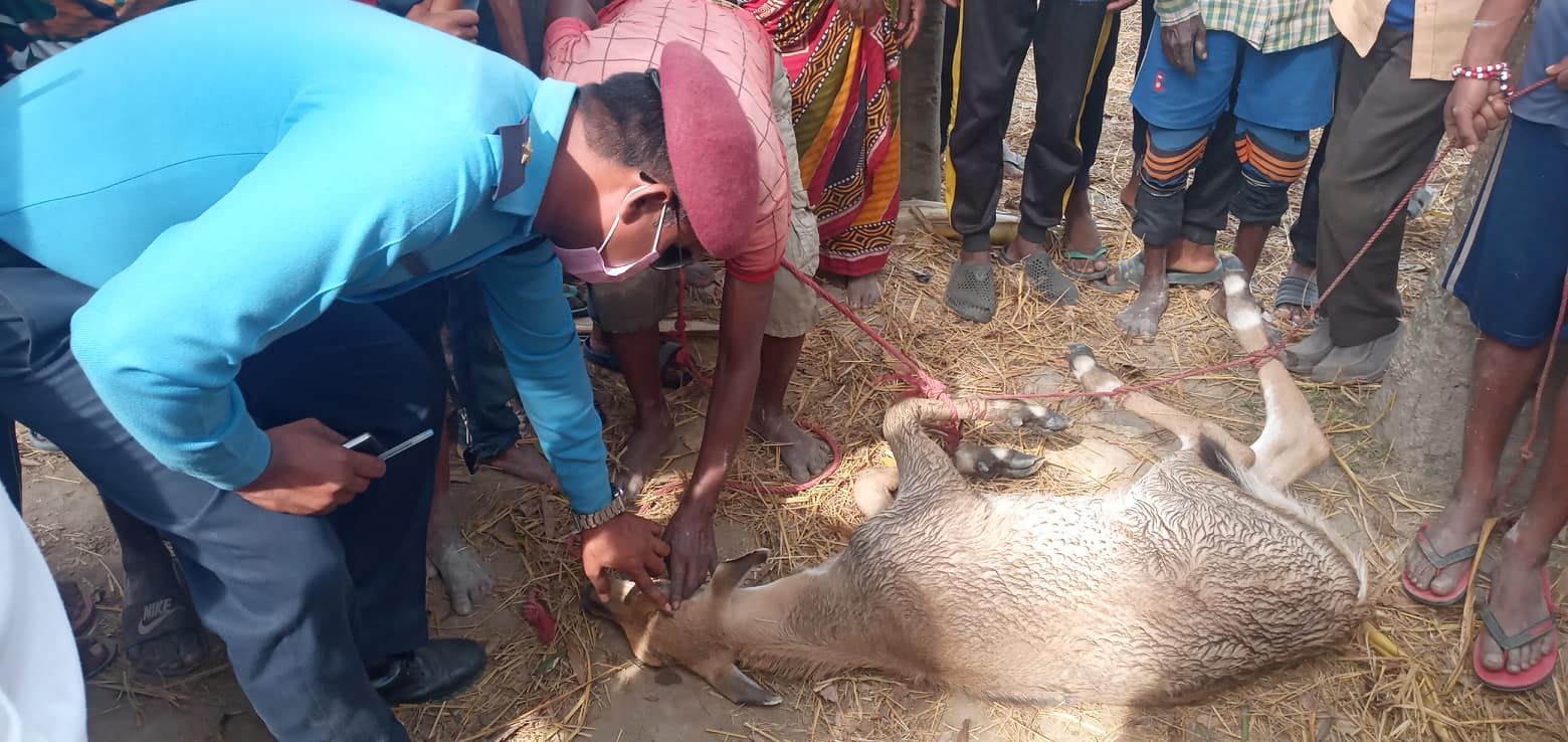 स्थानीयले नियन्त्रणमा लिएको हरिण प्रहरीले वन कार्यालयलाई बुझायो